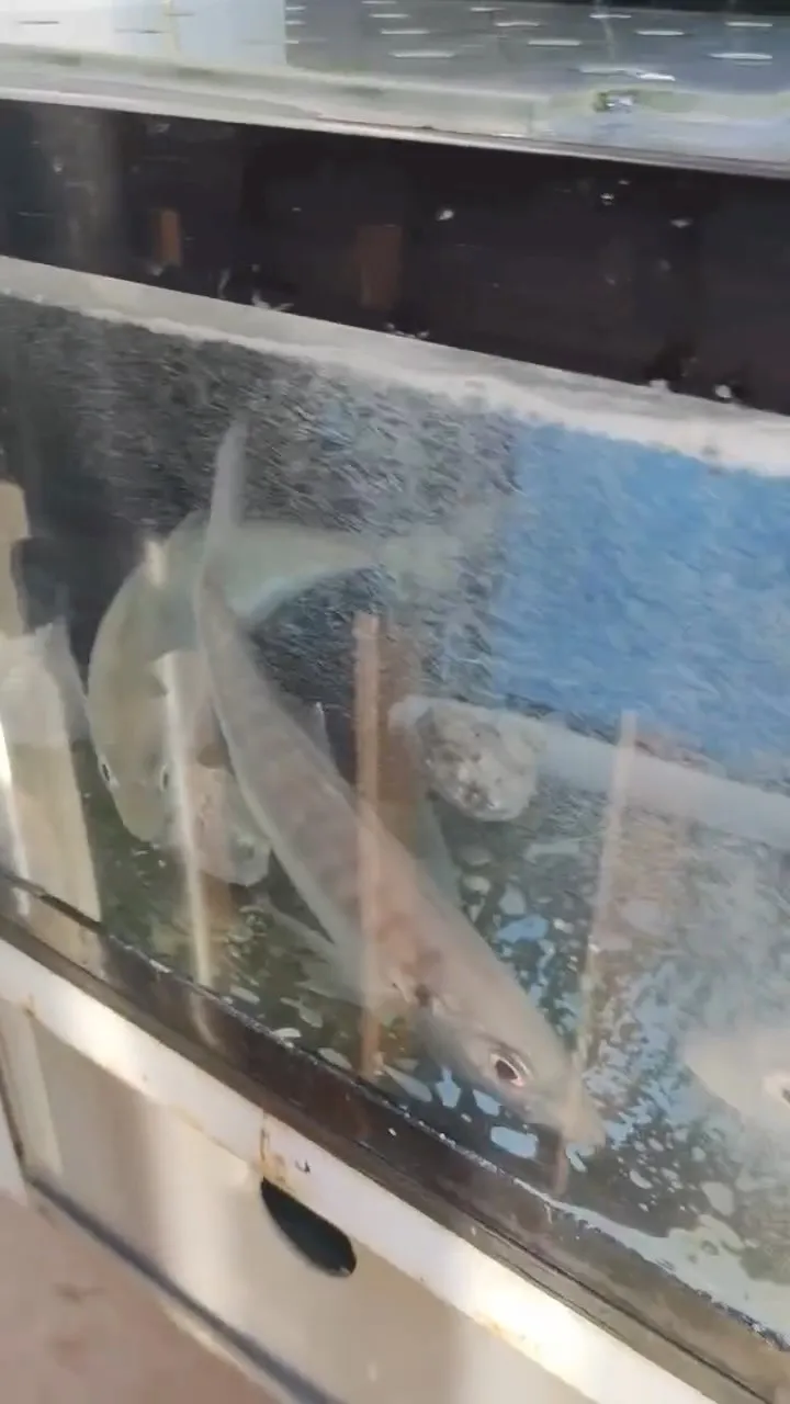 🐟🦑 活きアジ＆活きイカ、入荷しました！